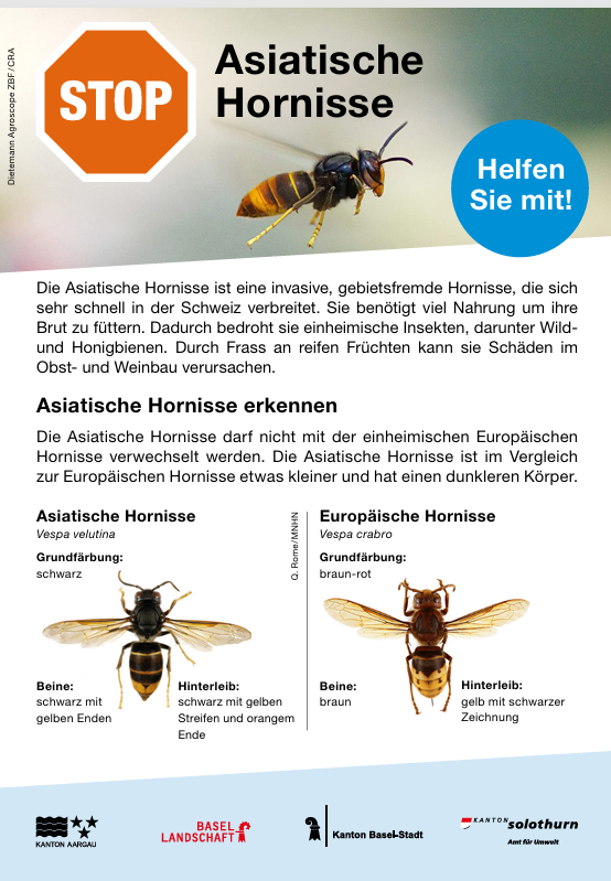 2025.05.01 Stop Asiatische Hornisse