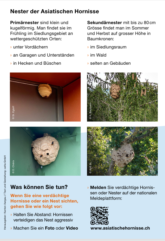 2025.05.01 Stop Asiatische Hornisse 2