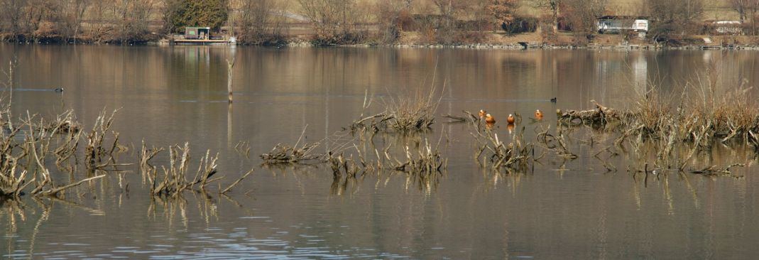 Bild mit Wasservögeln