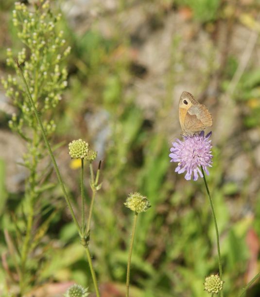 Schmetterling